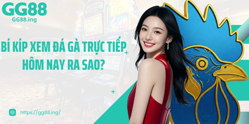 Bí kíp xem đá gà trực tiếp hôm nay ra sao?