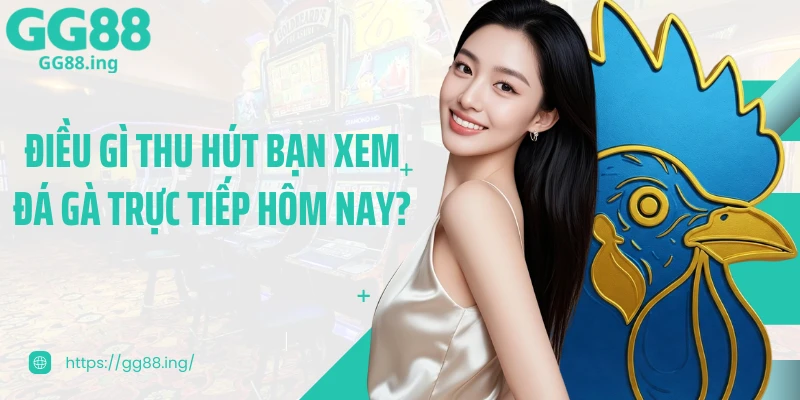 Điều gì thu hút bạn xem đá gà trực tiếp hôm nay?
